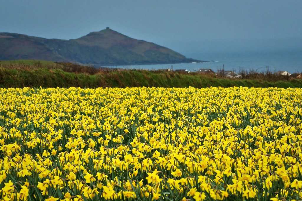 Cornwall_Daffodils